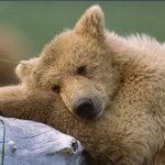 Amazing Animal-004