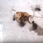 Gata-apresenta-as-suas-crias-a-um-velho-amigo