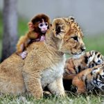 imagem categoria animais