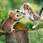 imagem categoria gatos