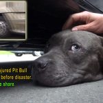 Pit Bull ferido e em risco de ser atropelado é resgatado de forma maravilhosa