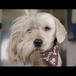 Um simples corte de pelo salva vida a cão abandonado… comovente!
