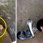 Dois cachorros cairam num buraco onde estava uma cobra