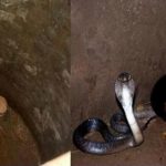 Dois cachorros cairam num buraco onde estava uma cobra