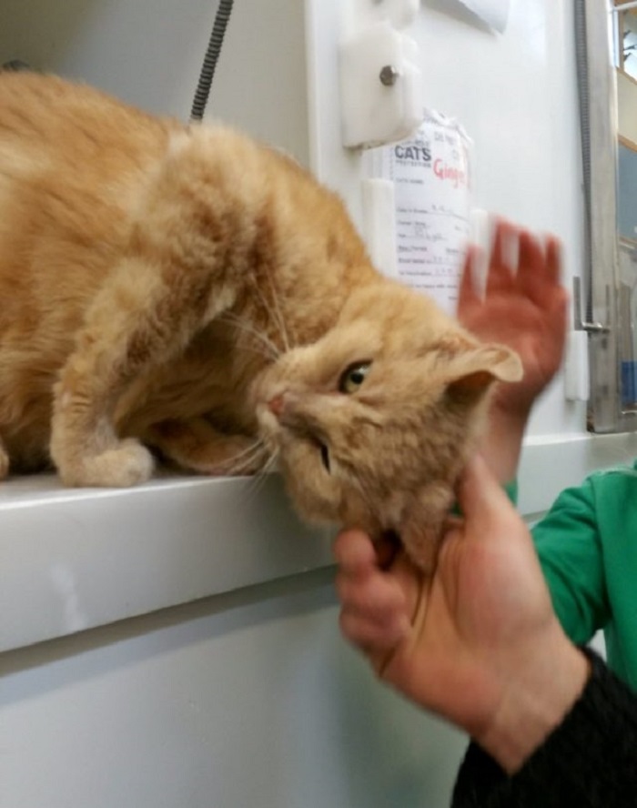 menino encontra gato desaparecido 1