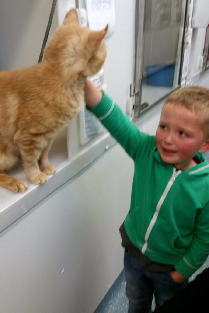 menino encontra gato desaparecido 2