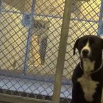 Cão não se consegue conter de tanta alegria após ser adotado
