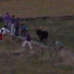 Touro atropelado intencionalmente na Ilha Terceira nos Açores