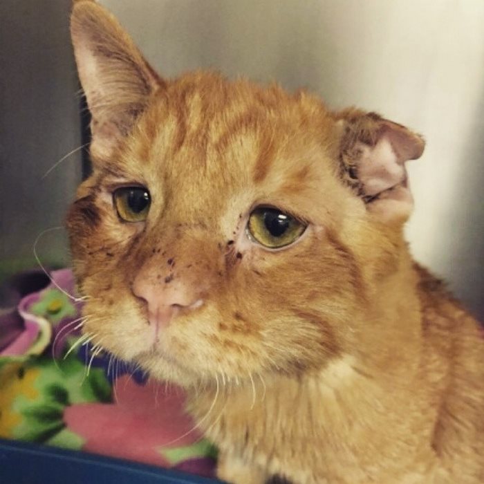 saddest-shelter-cat-benben-transformation-1