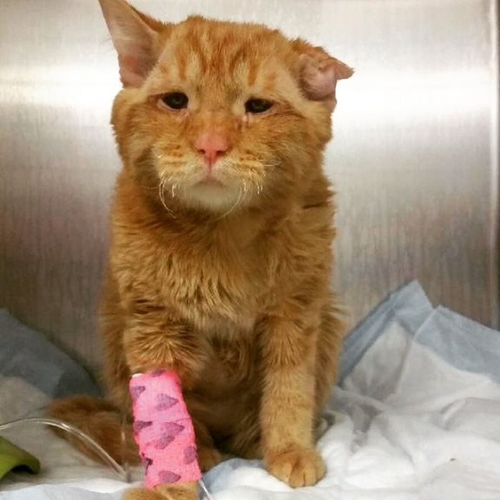 saddest-shelter-cat-benben-transformation-2