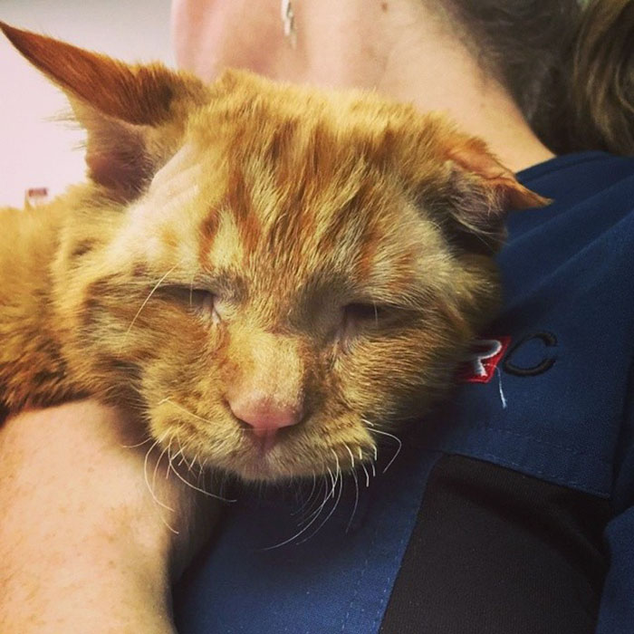 saddest-shelter-cat-benben-transformation-3