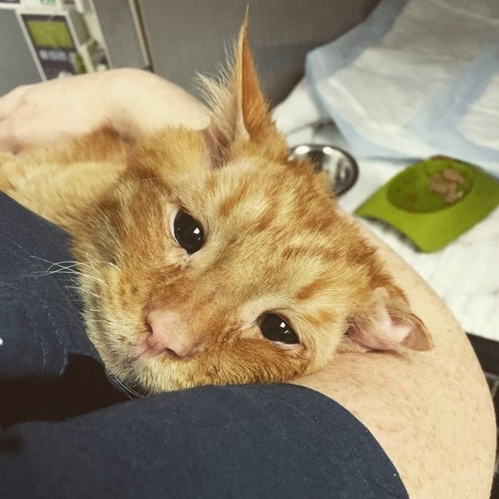 saddest-shelter-cat-benben-transformation-4