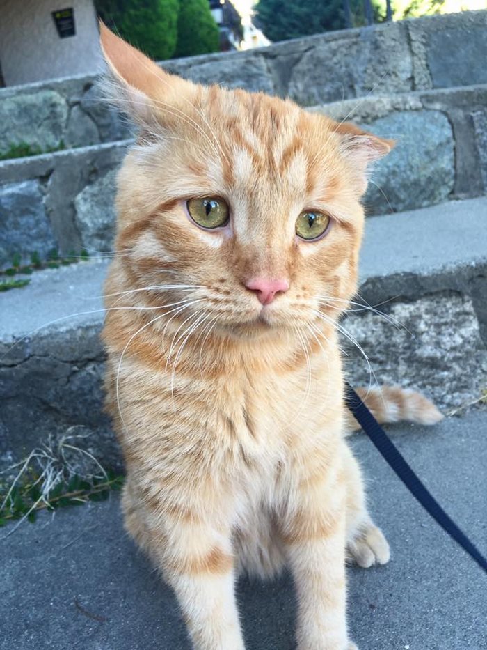 saddest-shelter-cat-benben-transformation-5