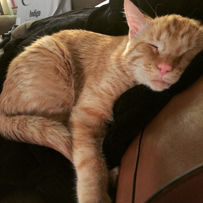 saddest-shelter-cat-benben-transformation-7
