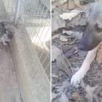 Cadelinha abandonada e maltratada mal consegue acreditar que seu sofrimento teve fim