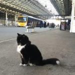 Gata fica na plataforma de trem todos os dias. Mas você não vai acreditar porque