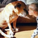 Garotinha comove o mundo ao dar adeus ao seu cão