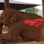 Tratadora bate em elefante com um pano, mas é o momento seguinte que está a emocionar o mundo