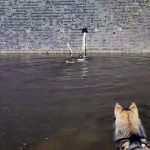 Durante caminhada com seu cachorro, homem vê algo ao longe e pula de imediato na água