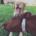 dois-animais-de-estimacao-12-760x760