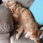 dois-animais-de-estimacao-120-760x893