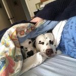 dois-animais-de-estimacao-13-760x760