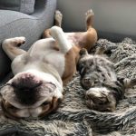 dois-animais-de-estimacao-15-760x813