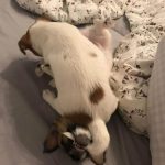 dois-animais-de-estimacao-16-760x813