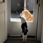 dois-animais-de-estimacao-17-760x830