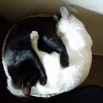 dois-animais-de-estimacao-18-760x830