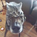 dois-animais-de-estimacao-19-760x841