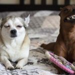 dois-animais-de-estimacao-2-760x513