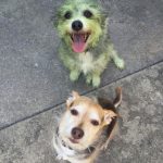 dois-animais-de-estimacao-22-760x893