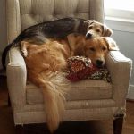 dois-animais-de-estimacao-23-760x912