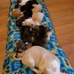 dois-animais-de-estimacao-24-760x1012