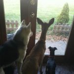 dois-animais-de-estimacao-25-760x1013