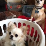 dois-animais-de-estimacao-26-760x1107