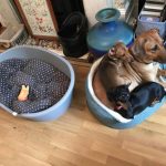 dois-animais-de-estimacao-3-760x609