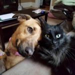 dois-animais-de-estimacao-5-760x635