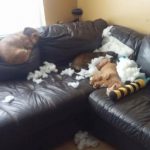 dois-animais-de-estimacao-7-760x662