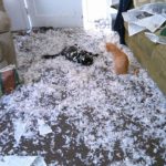 dois-animais-de-estimacao-9-760x672