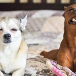 imagens que comprovam que ter dois animais é melhor que ter só um