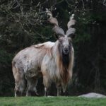 Cabra Markhor