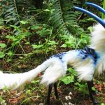 Estes 10 animais são tão únicos que é difícil acreditar que realmente existam