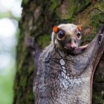 Malayan Colugo