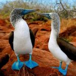 Patola-de-pés-azuis1