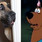 Presley, o Scooby-Doo da vida real-capa