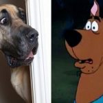 Presley, o Scooby-Doo da vida real1