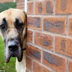 Presley, o Scooby-Doo da vida real2