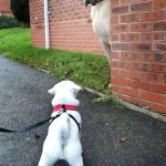 Presley, o Scooby-Doo da vida real5